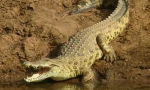 Nil krokodil